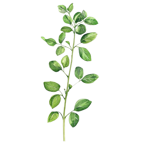 ЭРВА БАЛЕЙРА, Cordia verbenacea