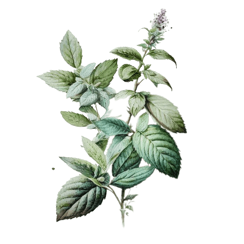 МЯТА СЛАДКАЯ, Mentha spicata