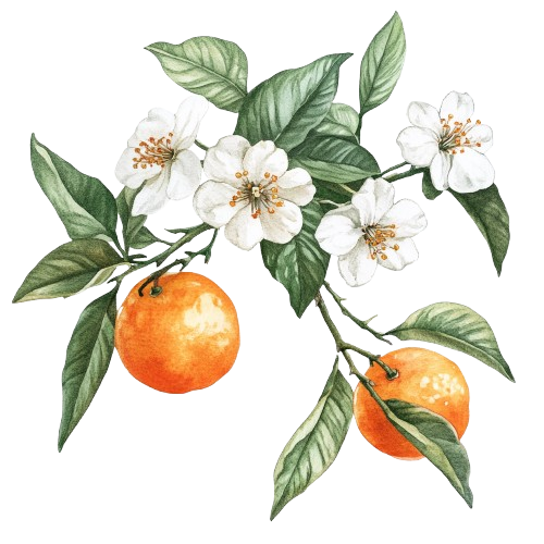 ГИДРОЛАТ ПЕТИТГРЕЙН КЛЕМЕНТИНА, Citrus clementina