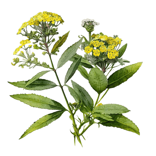 ВЕРБЕНА ЛИМОННАЯ, Lippia citriodora