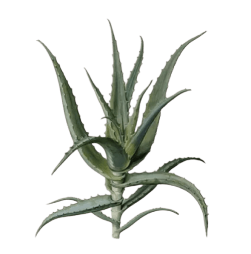 АЛОЕ ГЕЛЬ, Aloe barbadensis