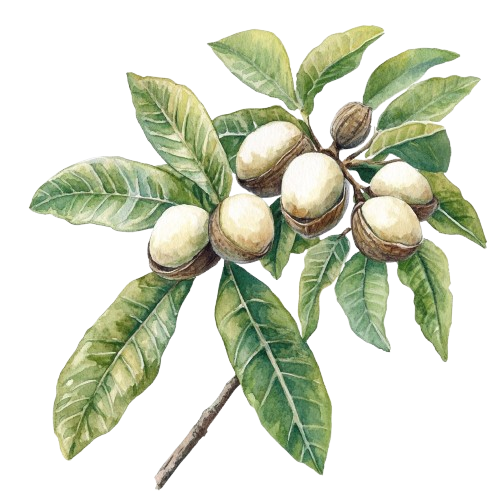 ШИ масло (КАРИТЭ) , Vitellaria paradoxa (butyrospermum parkii)