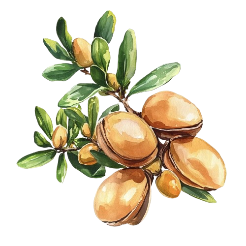 Аргана, (масло нерафинированное) , Argania spinosa