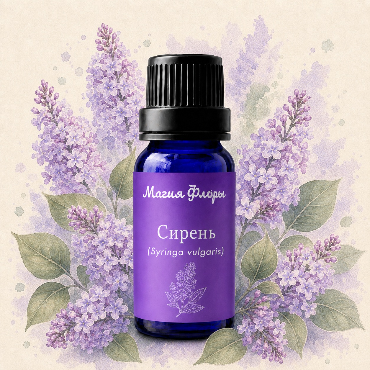 Сирень, Syringa vulgaris