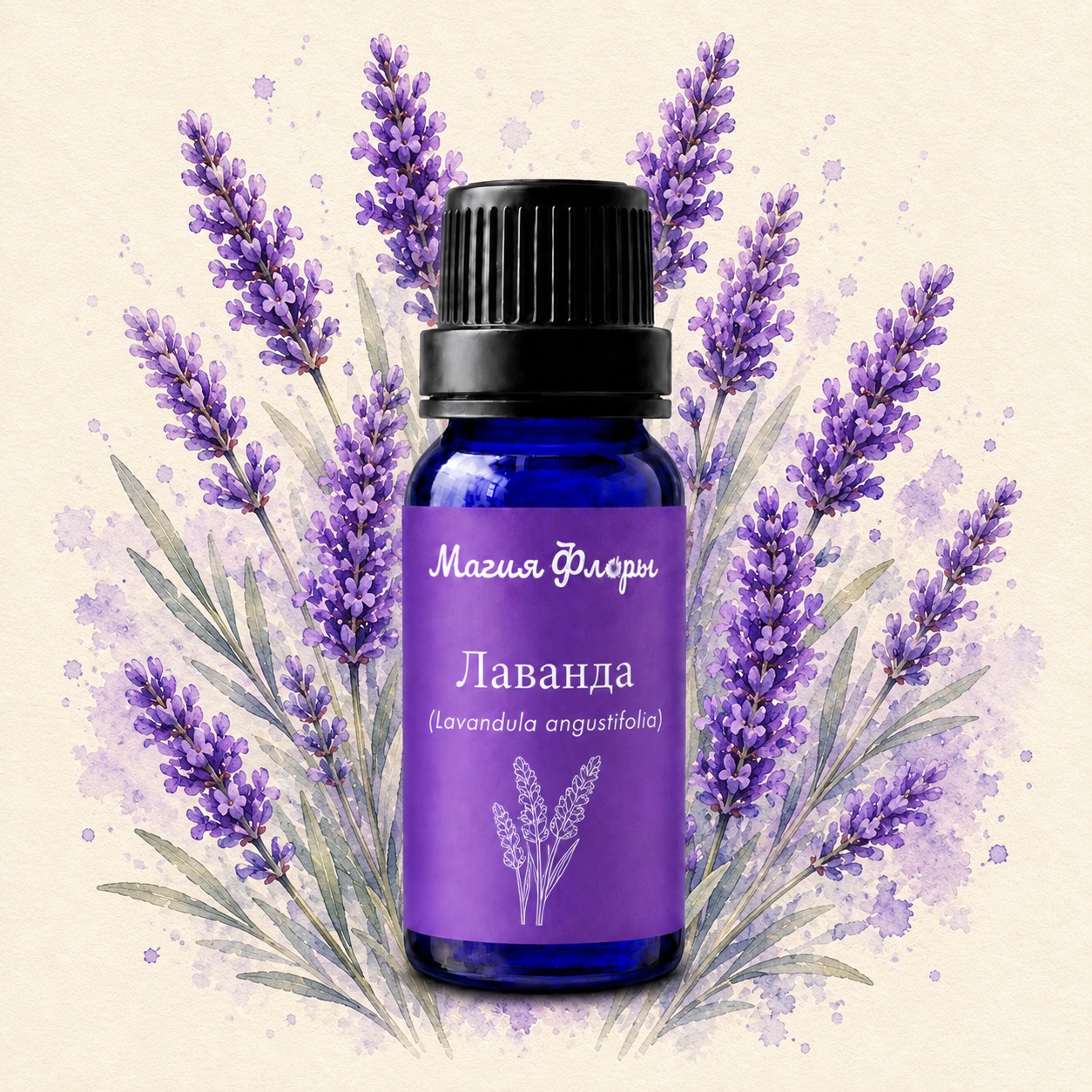 Лаванда абсолю, Lavandula angustifolia