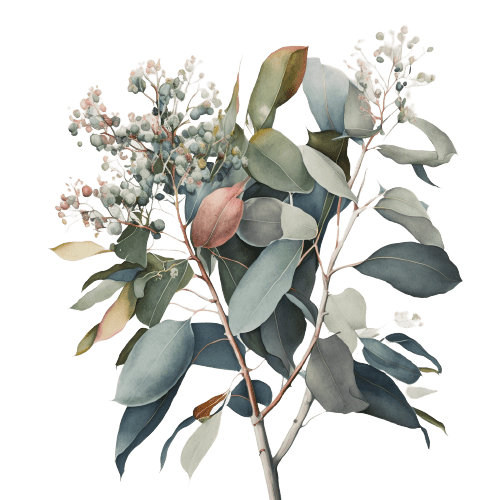 ЭВКАЛИПТ ЛУЧИСТЫЙ, Eucalyptus radiata