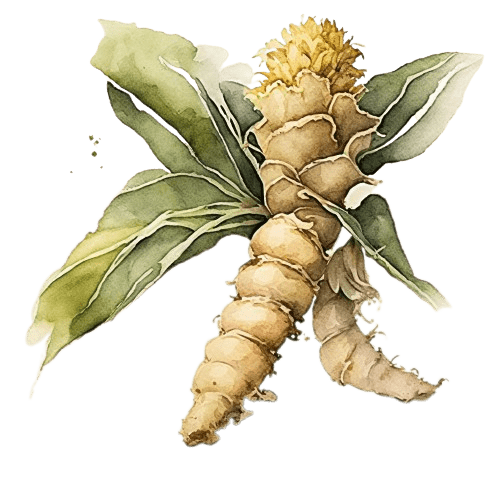 ИМБИРЬ, Zingiber officinale Roscoe