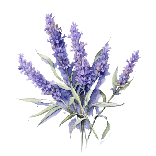 ЛАВАНДА УЗКОЛИСТНАЯ, Lavandula angustifolia, 1800 м.