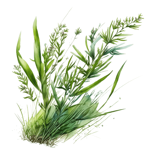 ЭСТРАГОН, Artemisia dracunculus