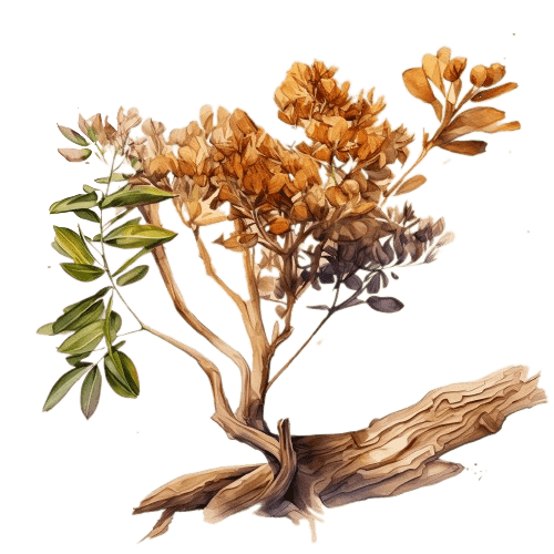 САНДАЛ, Santalum spicatum