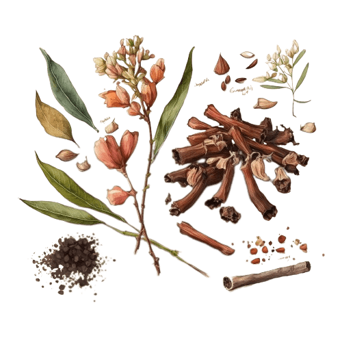 ГВОЗДИКА (листья), Syzygium aromaticum