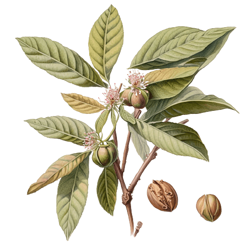 МУСКАТНЫЙ ОРЕХ, Myristica fragrans