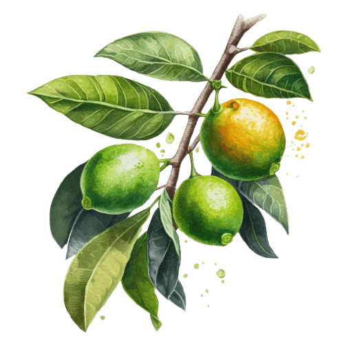 ЛАЙМ, Citrus aurantifolia