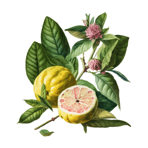БЕРГАМОТ (без бергаптена), Citrus bergamia