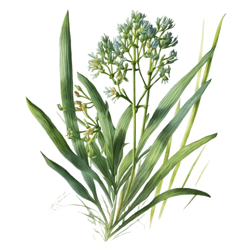 ЦИТРОНЕЛЛА ЯВАНСКАЯ, Cymbopogon winterianus
