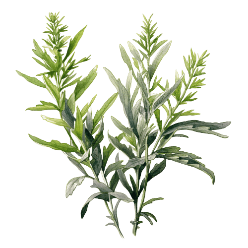 ДАВАНА, Artemisia pallens