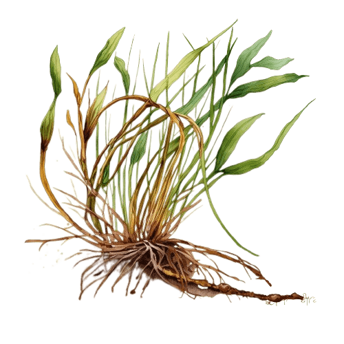 ВЕТИВЕР, Chrysopogon zizanoides