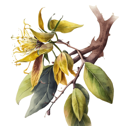 ИЛАНГ-ИЛАНГ (экстра), Cananga odorata