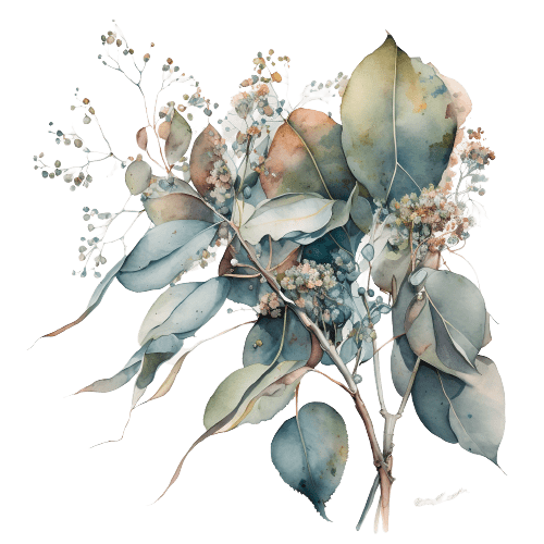ЭВКАЛИПТ ШАРОВИДНЫЙ, Eucalyptus globulus