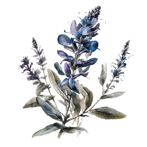 ШАЛФЕЙ МУСКАТНЫЙ, Salvia sclarea L.