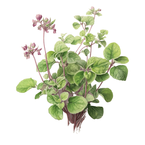ОРЕГАНО, Origanum vulgare L.