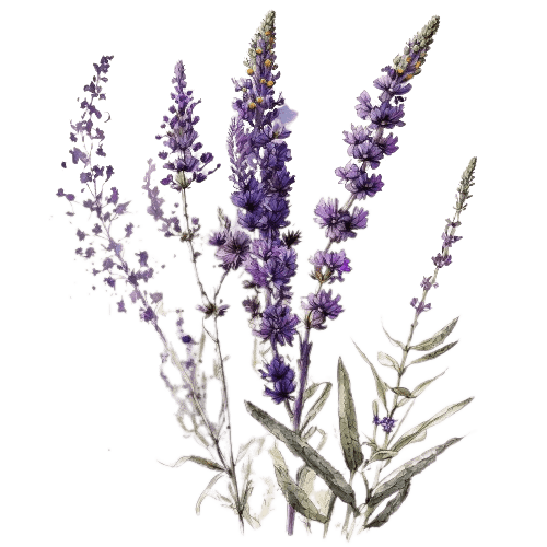 ЛАВАНДА КУЛЬТИВИРУЕМАЯ, Lavandula angustifolia